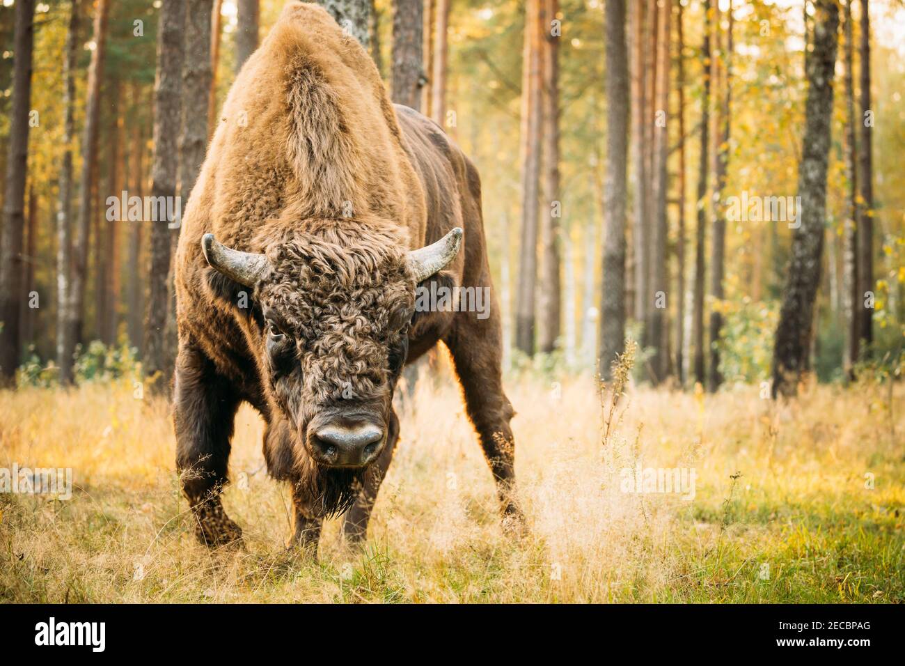 Bélarus. Bison européenne ou Bison bonasus, également connu sous le nom de Wisent ou Bison bois européenne dans la forêt d'automne. Réserve de biosphère de Berezinsky. Banque D'Images