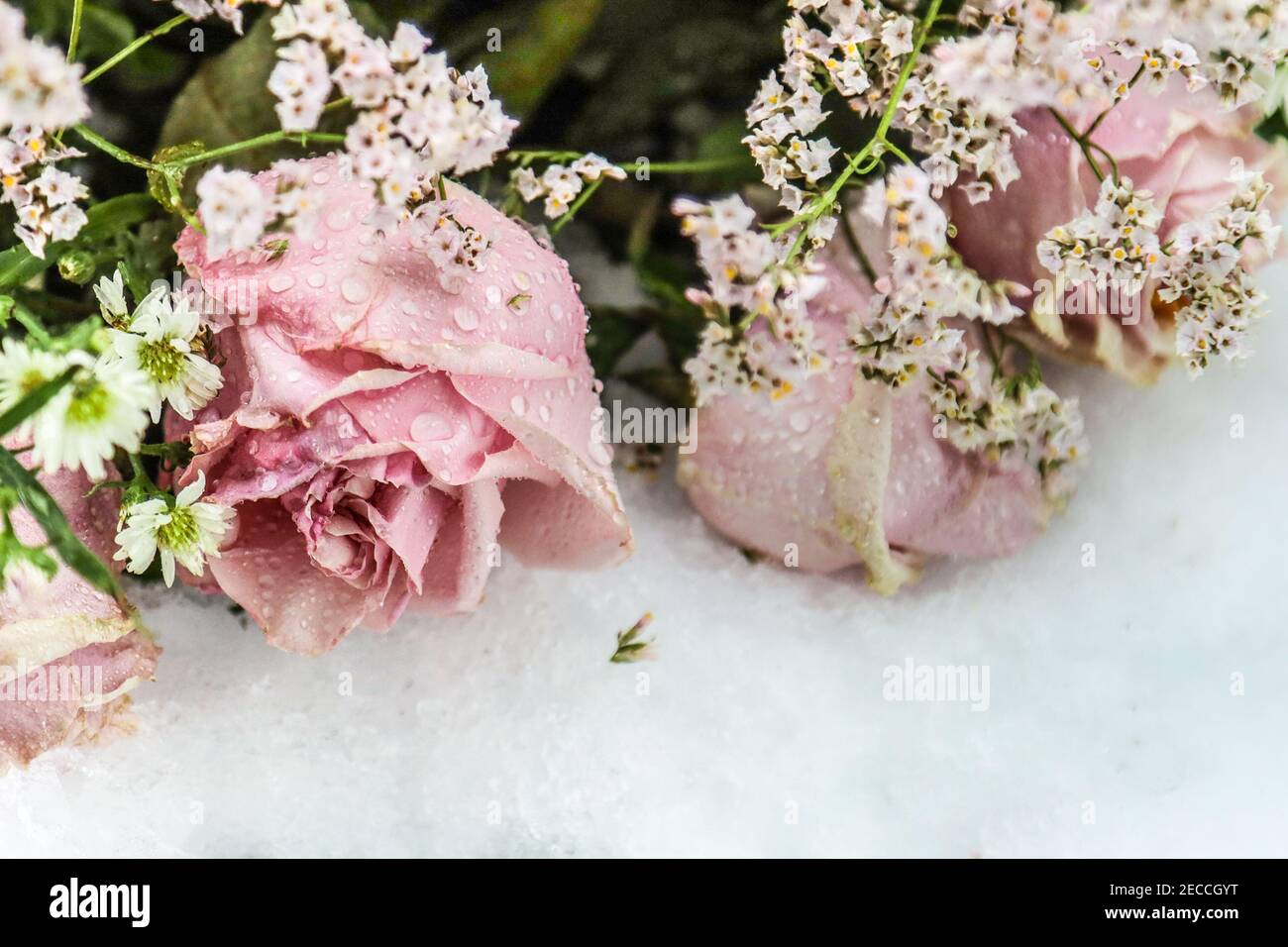 Roses de neige Banque de photographies et d’images à haute résolution ...