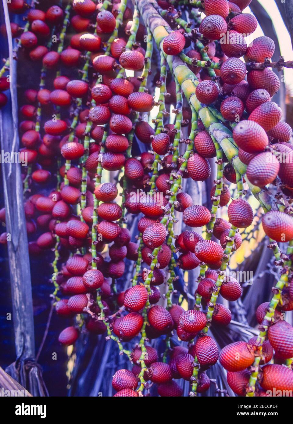 ÉTAT D'APURE, VENEZUELA - Moriche de palme, fruit sur arbre. Banque D'Images