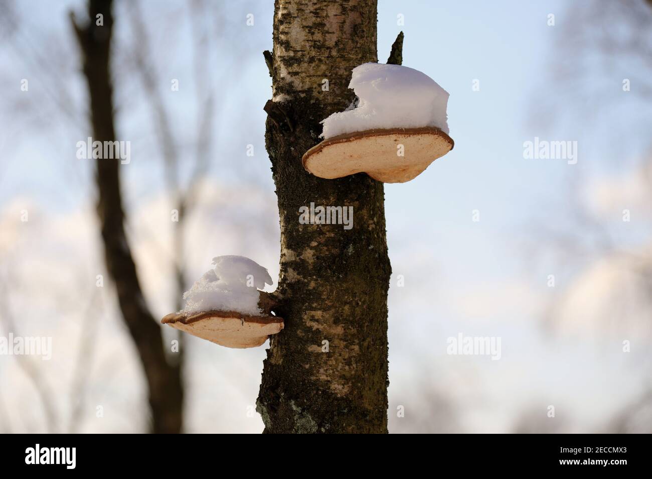 Fixation de champignons sur un bouleau argenté Banque D'Images