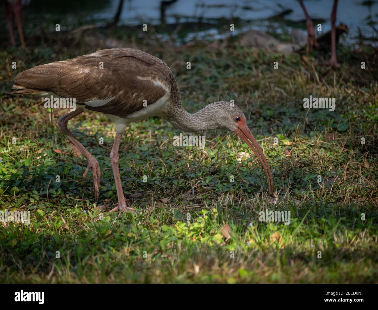 Juvénile blanc ibis Banque D'Images