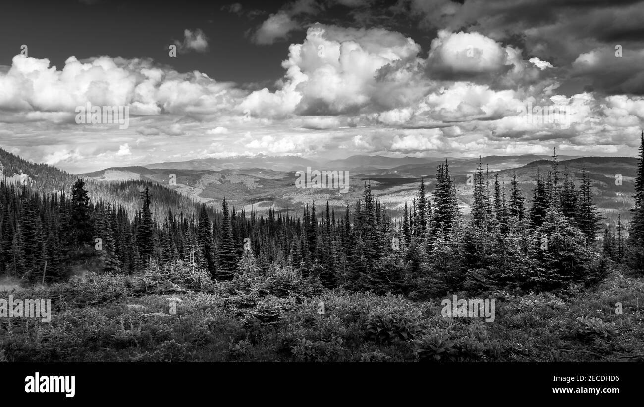 Photo en noir et blanc des forêts de pins dans les hautes-terres de Shuswap, en Colombie-Britannique, au Canada Banque D'Images