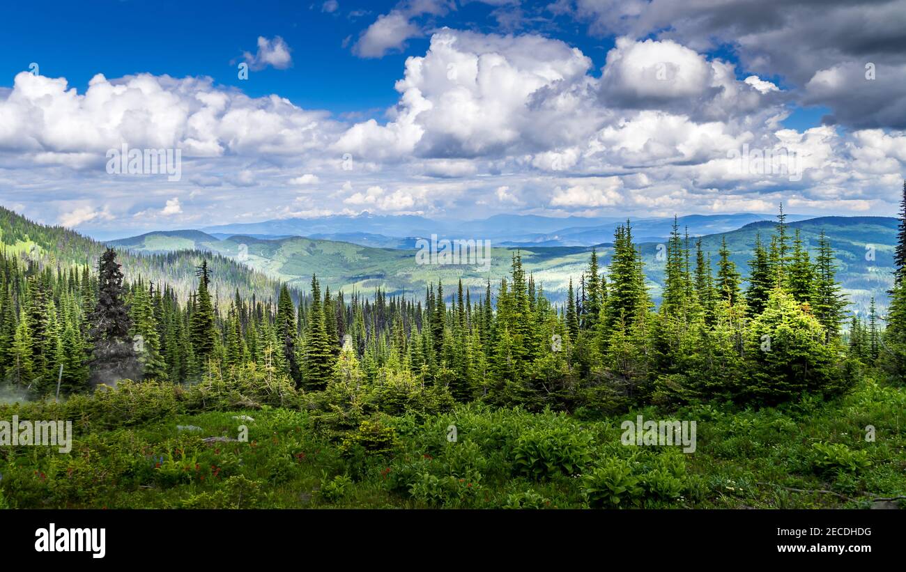 Forêts de pins dans les hautes terres de Shuswap, en Colombie-Britannique, Canada Banque D'Images