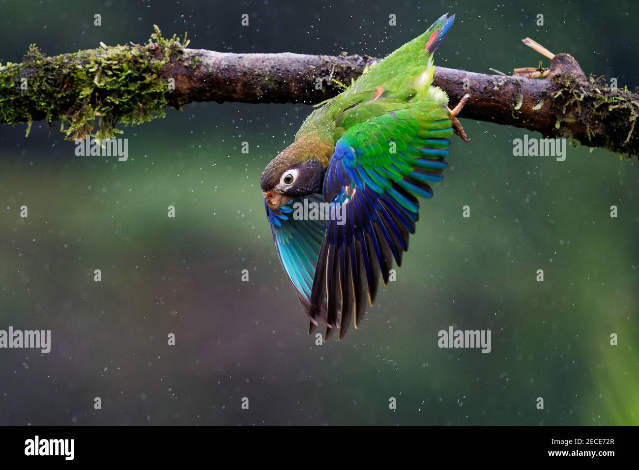 Perroquet à capuchon brun - Pyrilia haematotis petit oiseau volant dans le forte pluie tropicale qui est une espèce de reproduction résidente de Sud-est du Mexique à Banque D'Images