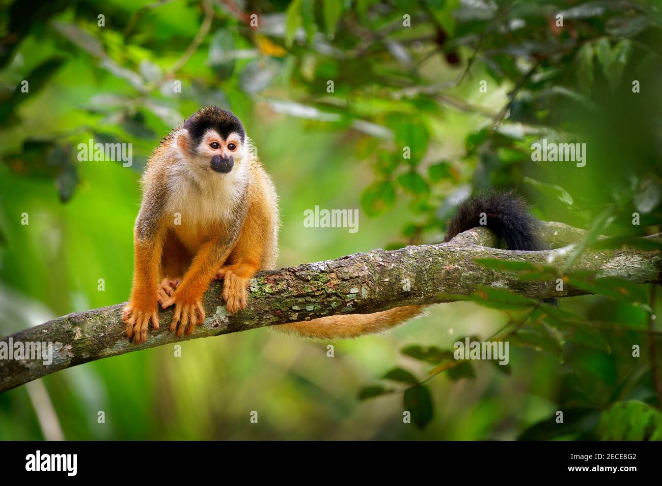 Singe écureuil d'Amérique centrale - Saimiri oerstedii aussi singe écureuil à dos rouge, dans les forêts tropicales de l'Amérique centrale et du Sud dans le cano Banque D'Images