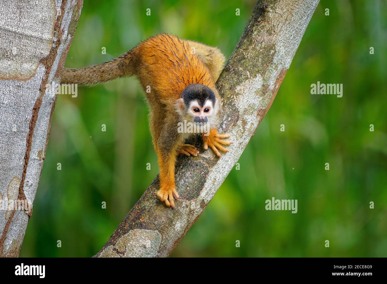 Singe écureuil d'Amérique centrale - Saimiri oerstedii aussi singe écureuil à dos rouge, dans les forêts tropicales de l'Amérique centrale et du Sud dans le cano Banque D'Images
