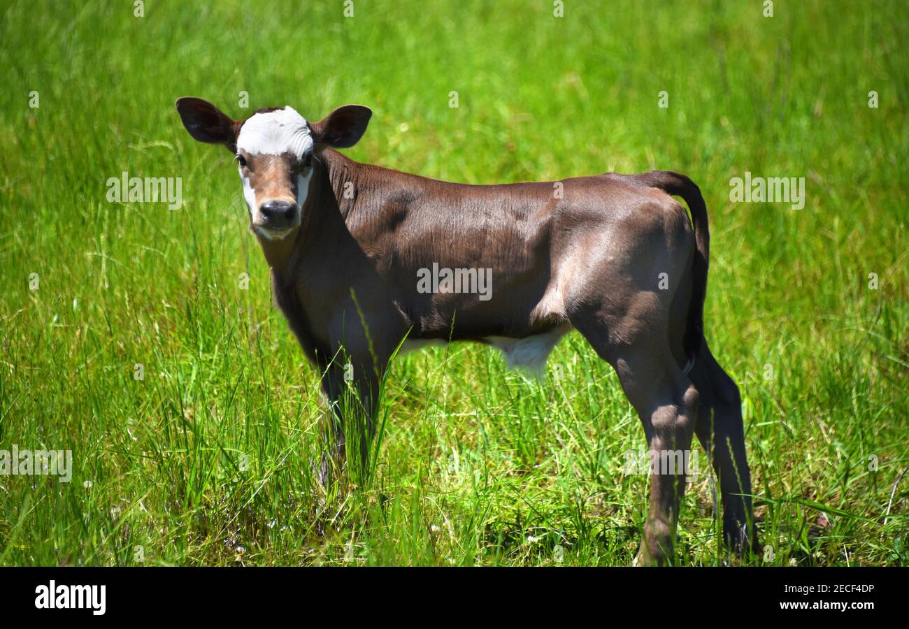 Le jeune veau s'arrête pour regarder tout en marchant dans un champ d'herbe verte. Il est brun avec un front blanc. Banque D'Images