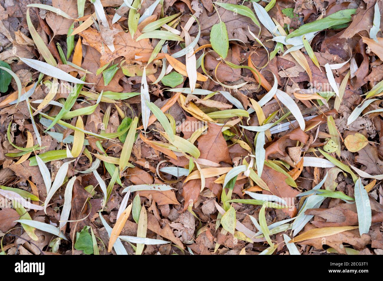 Saule, chêne, orme, feuilles d'argousier sur le sol forestier, fin automne, MN, USA, par Dominique Braud/Dembinsky photo Assoc Banque D'Images