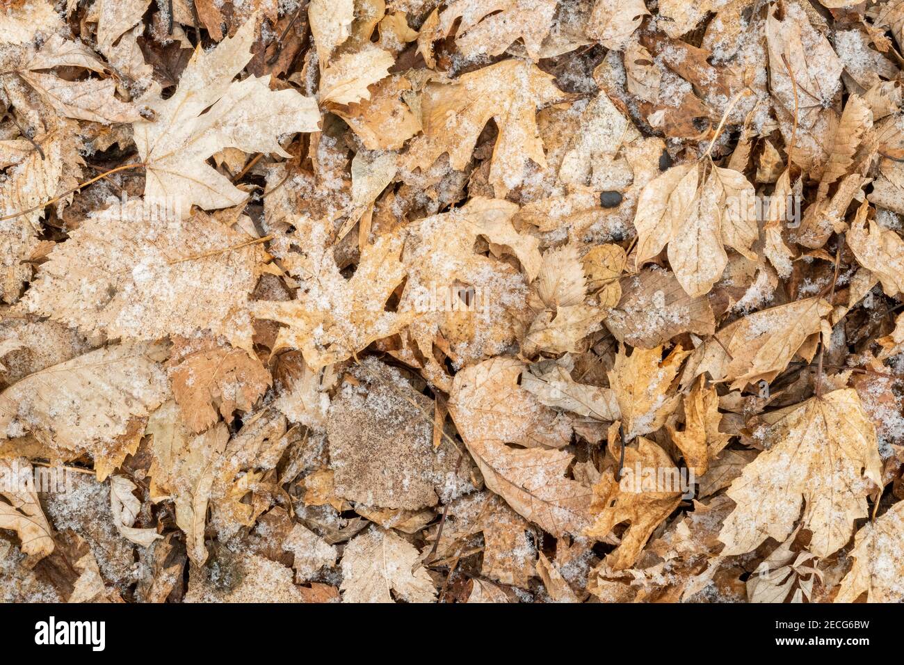 Litière de feuilles de chêne et d'Elm sur le sol forestier légèrement recouvert de neige, E USA, par Dominique Braud/Dembinsky photo Assoc Banque D'Images