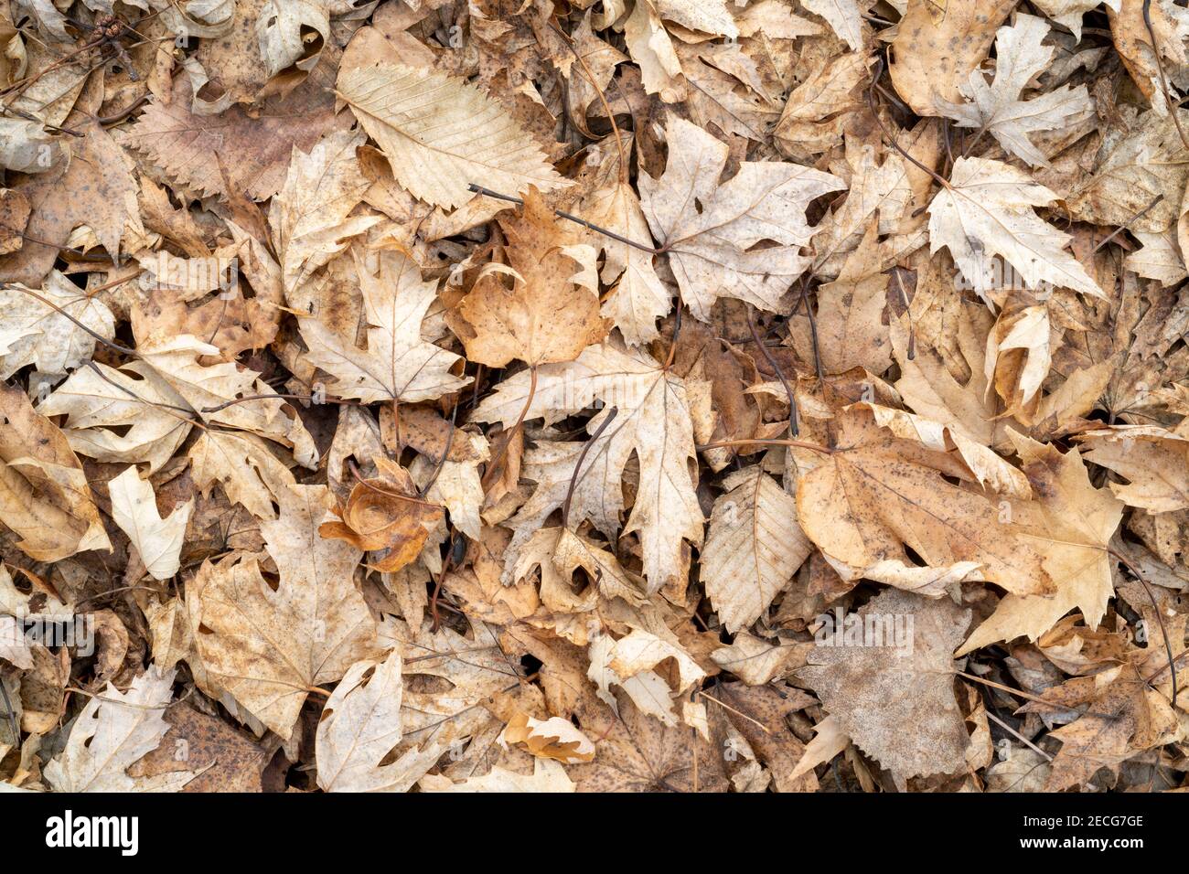 Érable argenté, feuilles de bois de coton et d'orme, fond forestier de plaine inondable, forêt décidue, début de l'hiver, Midwestern USA, par Dominique Braud/Dembinsky photo A Banque D'Images