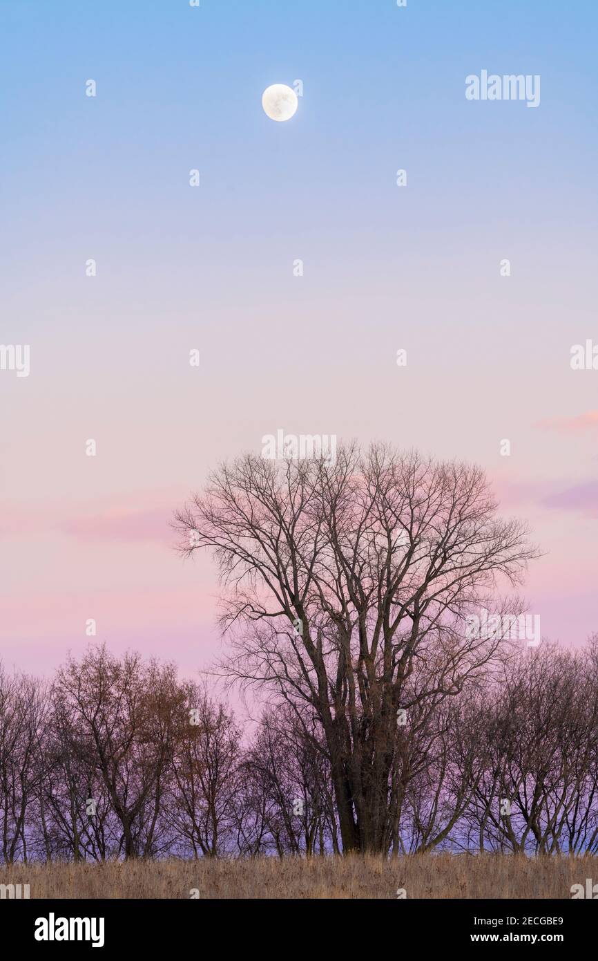 Moonrise, début de l'hiver, Midwestern USA, par Dominique Braud/Dembinsky photo Assoc Banque D'Images