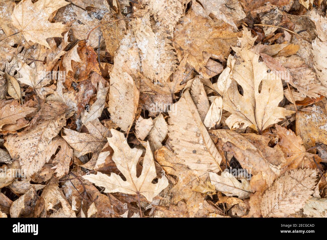 Litière de feuilles de chêne et d'Elm sur le sol forestier légèrement recouvert de neige, E USA, par Dominique Braud/Dembinsky photo Assoc Banque D'Images