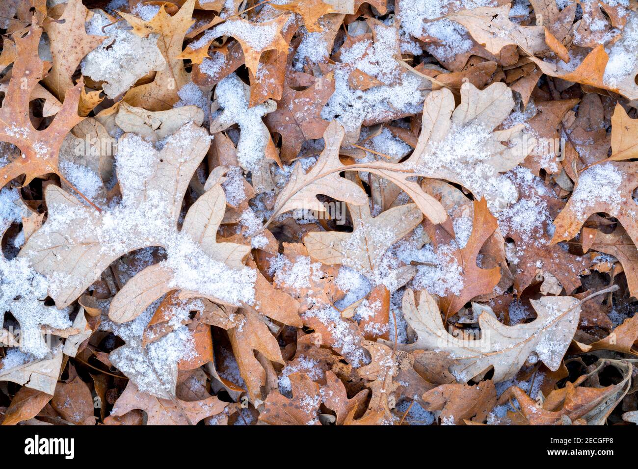 Le chêne marécageux (Quercus) laisse sur terre, début de l'hiver, E USA, par Dominique Braud/Dembinsky photo Assoc Banque D'Images