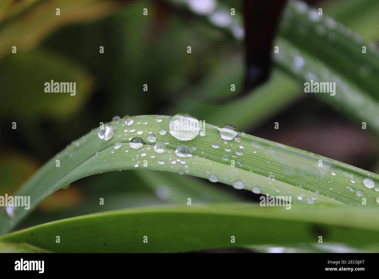 La rosée du matin sur une feuille Banque D'Images