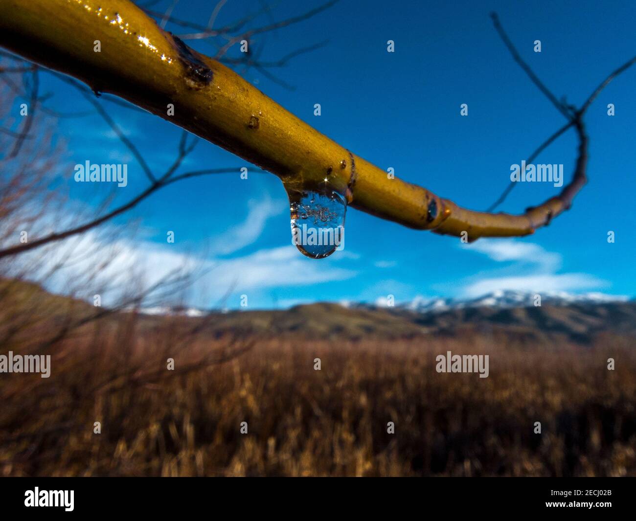 Goutte d'eau gelée sur une branche de saule près du marais de queue de chat dans la vallée de la rivière à l'est de Boise, Idaho, États-Unis Banque D'Images