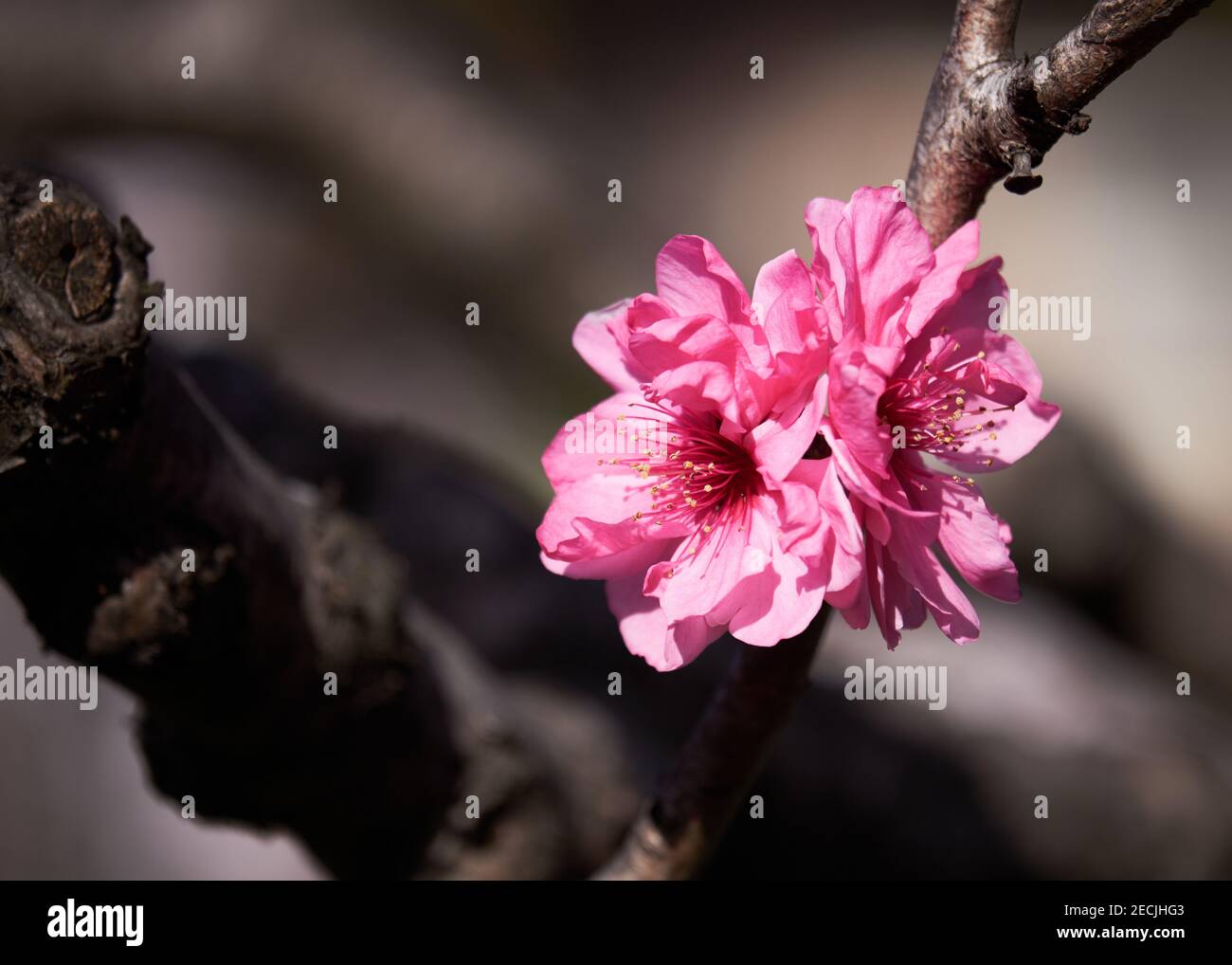 deux fleurs de prune rose sur une seule branche avec arrière-plan flou Banque D'Images