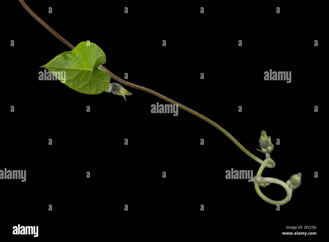 Feuille d'ipomoea, gloire du matin japonais, convolvulus, isolée sur fond noir Banque D'Images