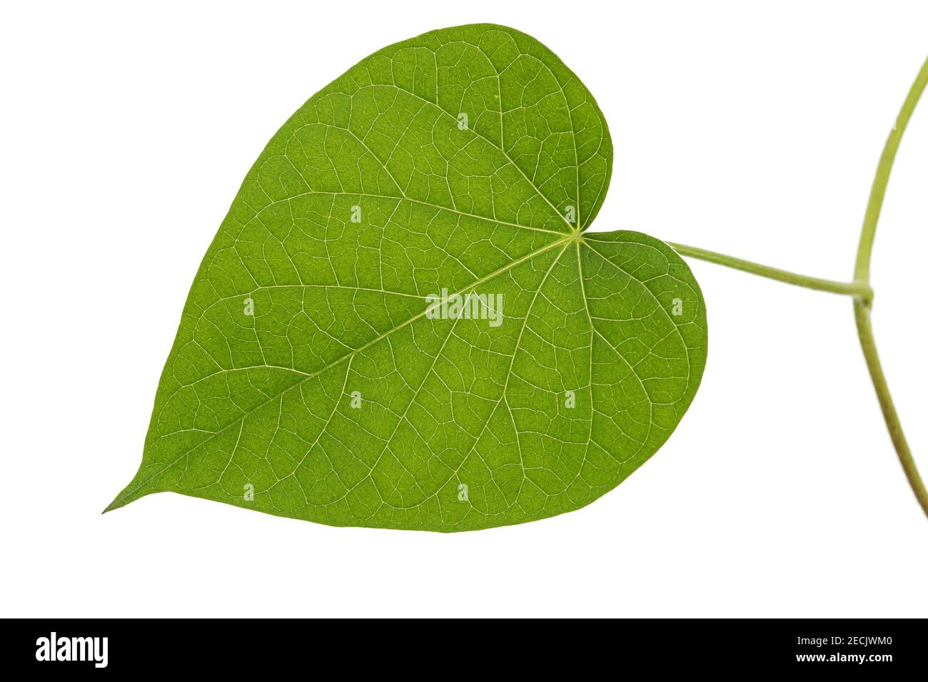 Feuille d'ipomoea, gloire du matin japonais, convolvulus, isolée sur fond blanc Banque D'Images