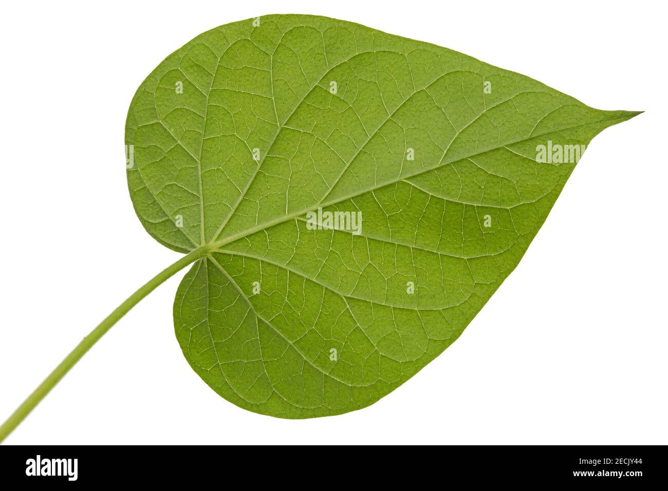 Feuille d'ipomoea, gloire du matin japonais, convolvulus, isolée sur fond blanc Banque D'Images