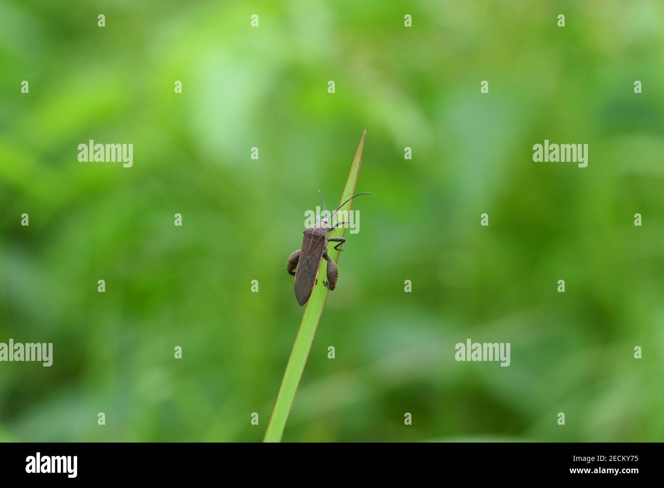 punaise de patate douce grimpant sur une lame d'herbe Banque D'Images