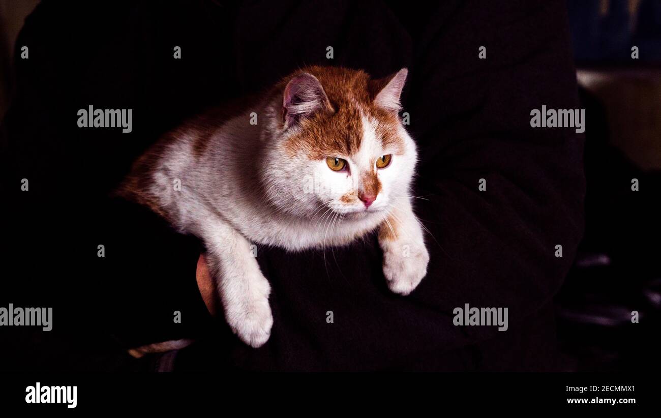 Mignon petit chaton au gingembre dort sur les mains de son propriétaire dans chaud chandail Banque D'Images