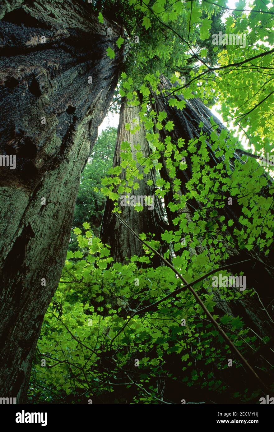 Vue sur a Giant Sequoia Tree, parc national de Sequoia, Californie, États-Unis Banque D'Images