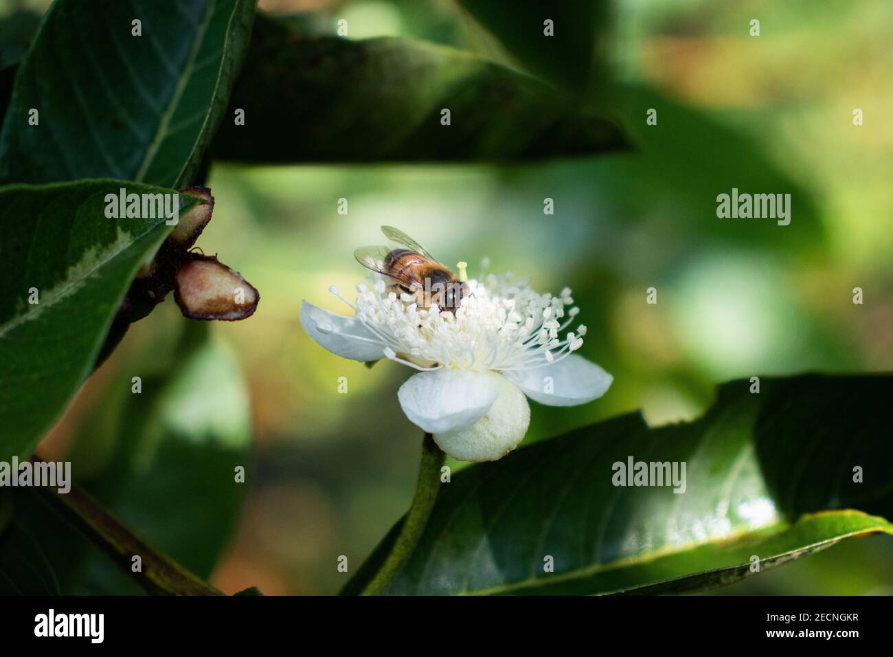 Cliché sélectif d'une abeille collectant du pollen une fleur de goyave Banque D'Images