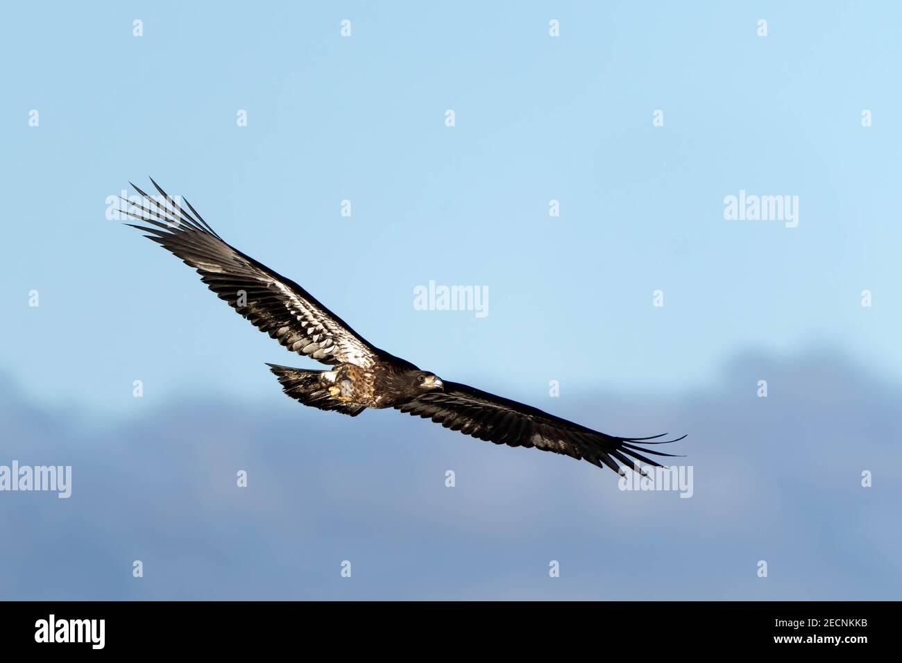 Aigle à tête blanche immature (Haliaeetus leucocephalus) en vol, île de Fir, Washington, États-Unis Banque D'Images