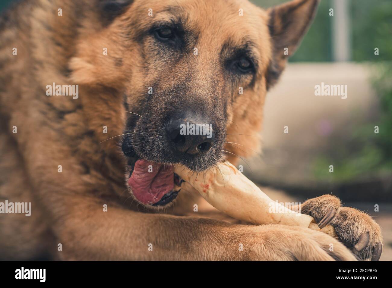 le chien allemand de shepperd mange des os. Chien à mâcher os de chien. Banque D'Images