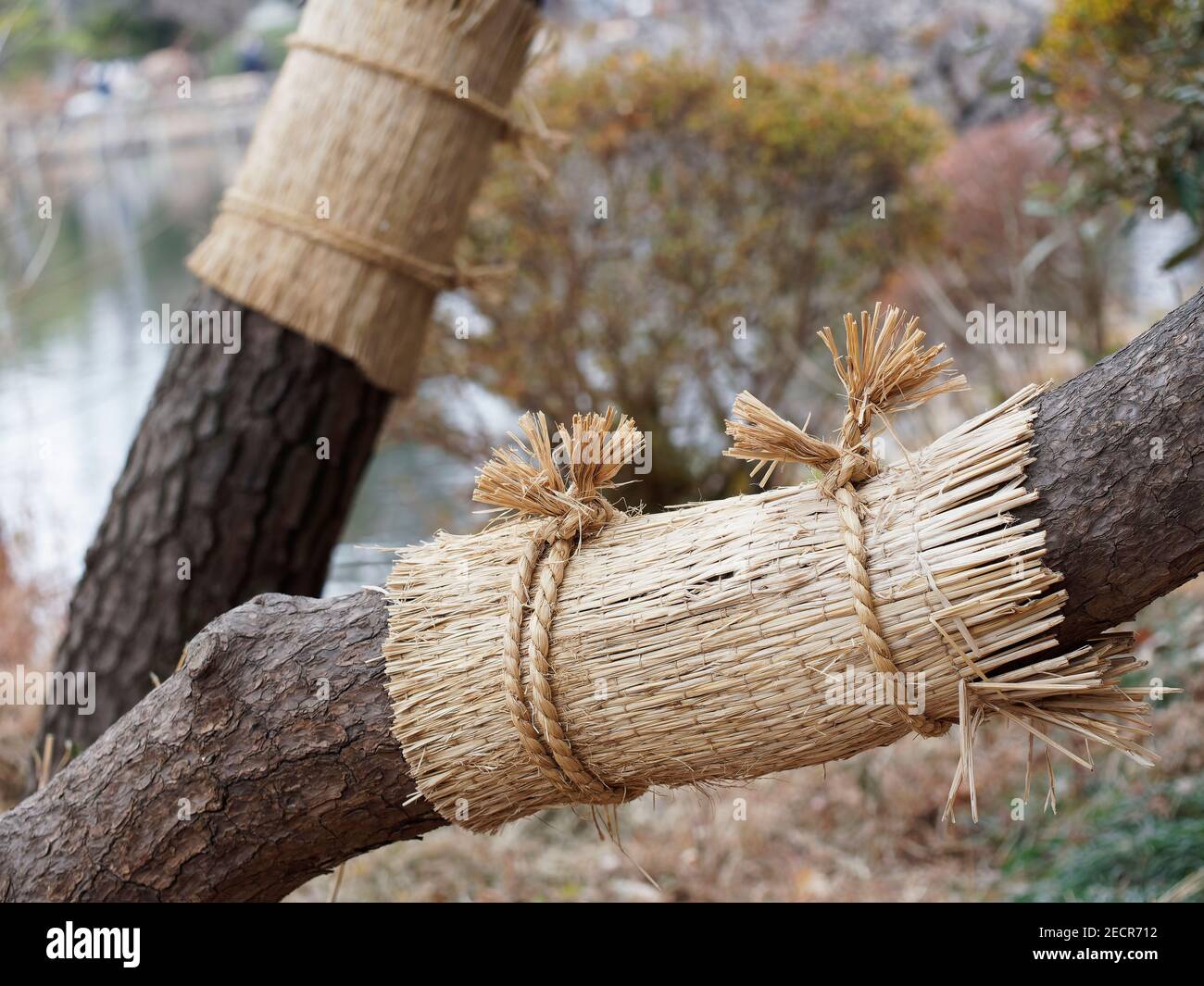 Riz KOMO-maki enveloppant les pins au Japon. Ils sont utilisés pour la lutte antiparasitaire. Banque D'Images