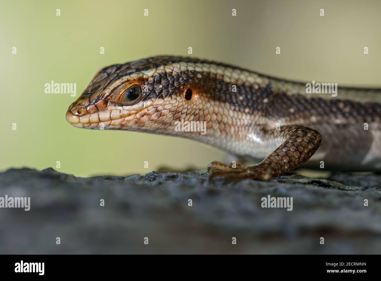 Scinque à rayures africaines - Trachylepis striata, beau lézard commun des bois et jardins africains, Zanzibar, Tanzanie. Banque D'Images