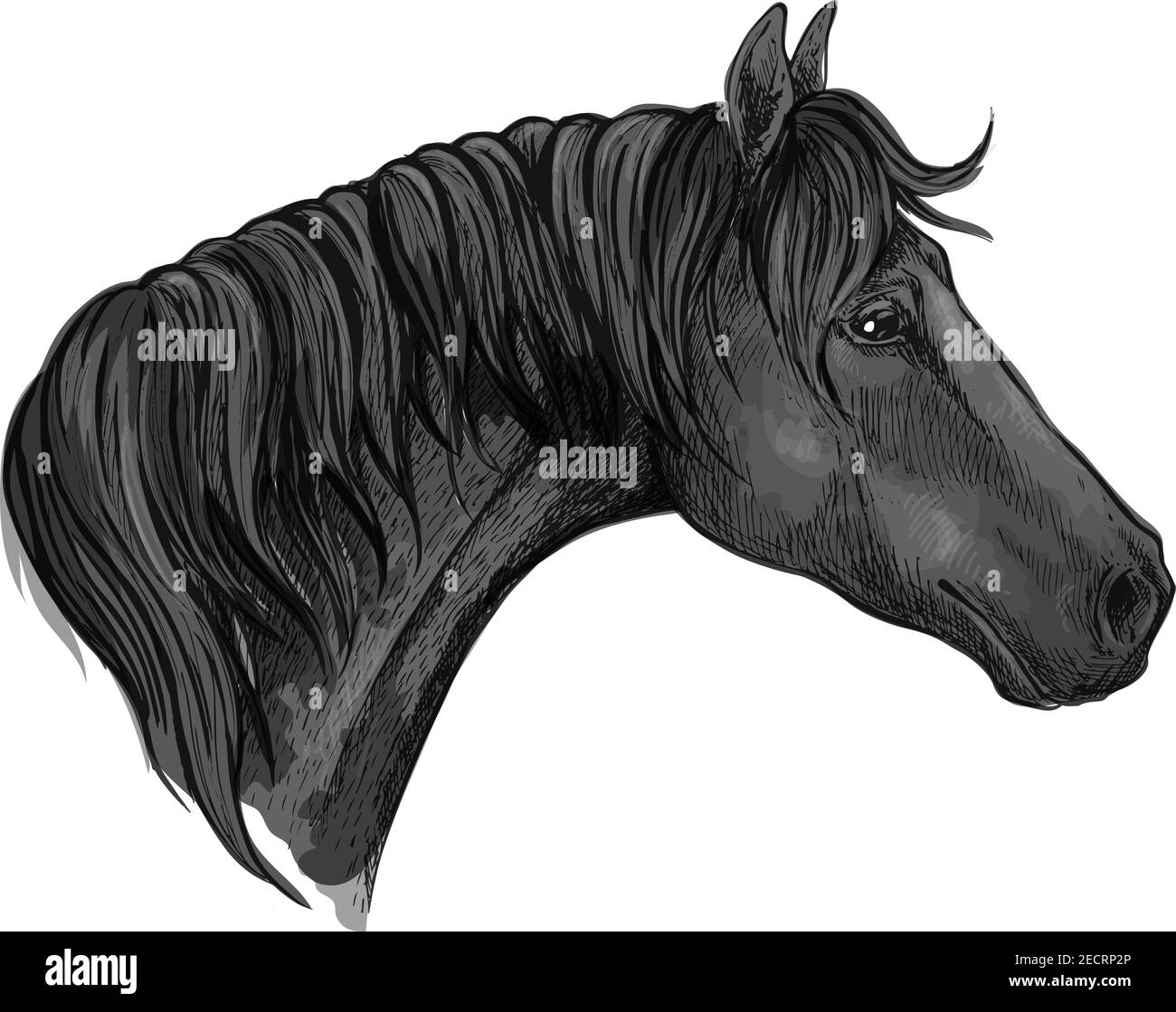 Portrait mustang gris avec des yeux tristes. Colonne de cheval avec des brins de manie tombant sur le cou Illustration de Vecteur