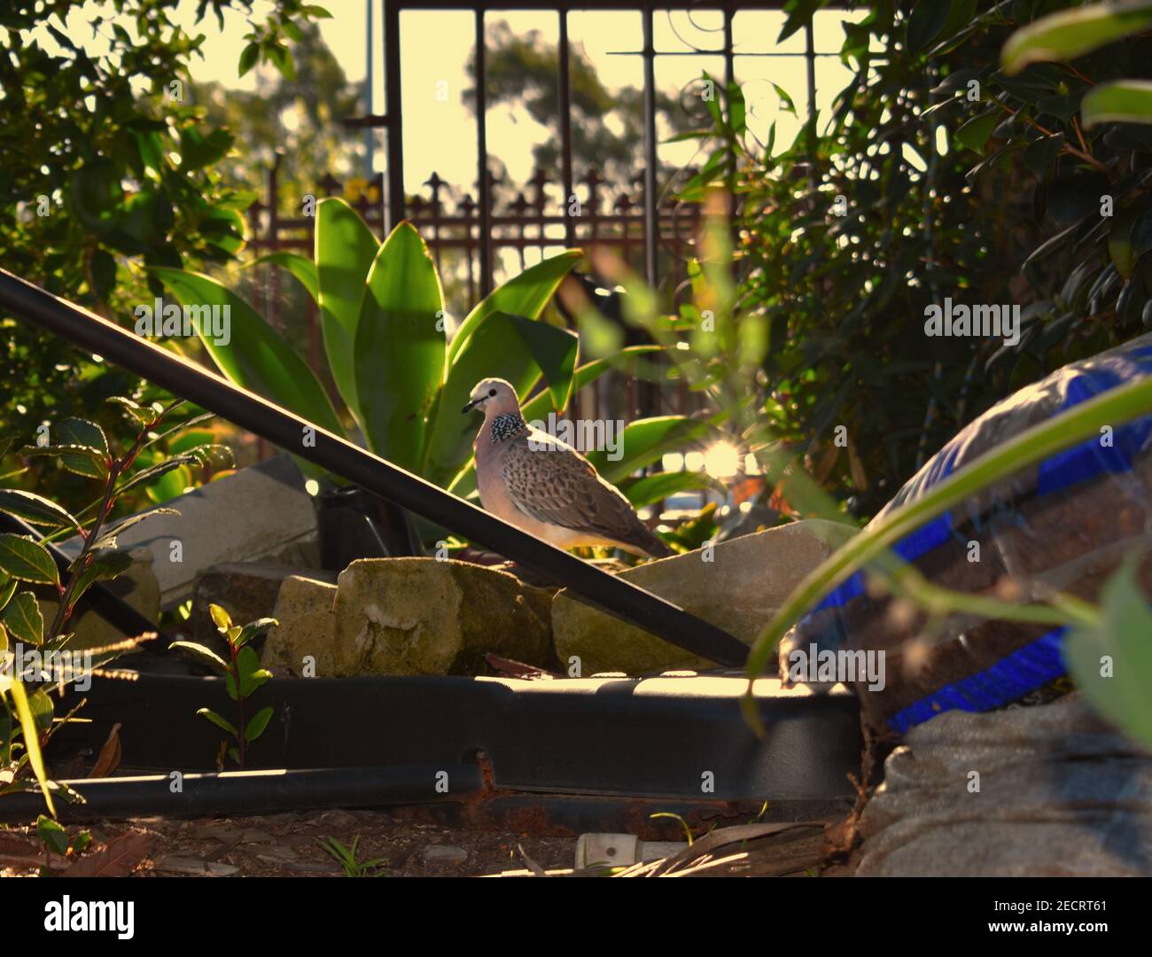 Une colombe tachetée ou Spilopelia chinensis (un ravageur introduit) qui vit dans notre jardin avant entouré de briques, de sacs de terre et d'arbustes Banque D'Images