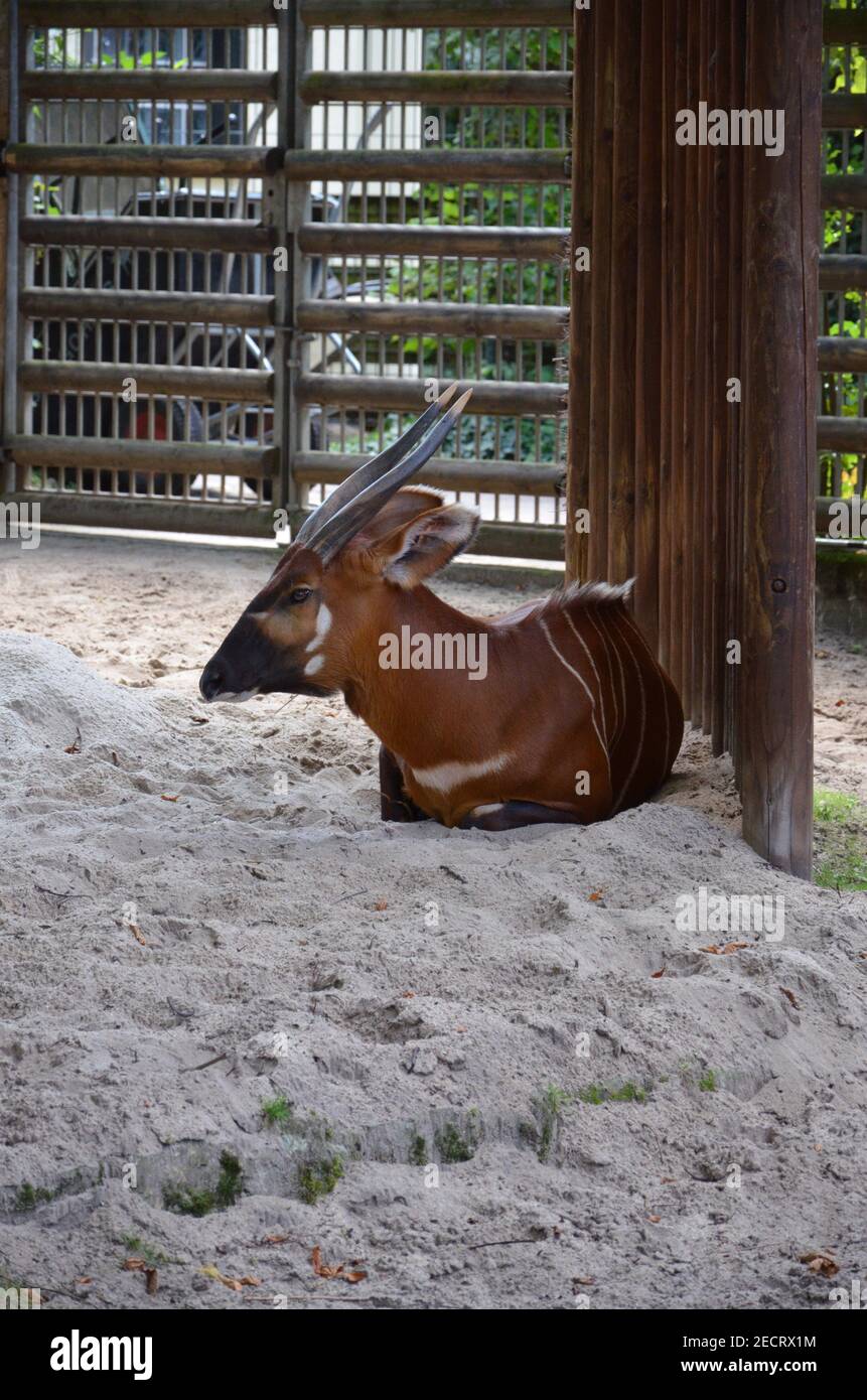 Bongo dans un zoo de Francfort, en Allemagne. Banque D'Images