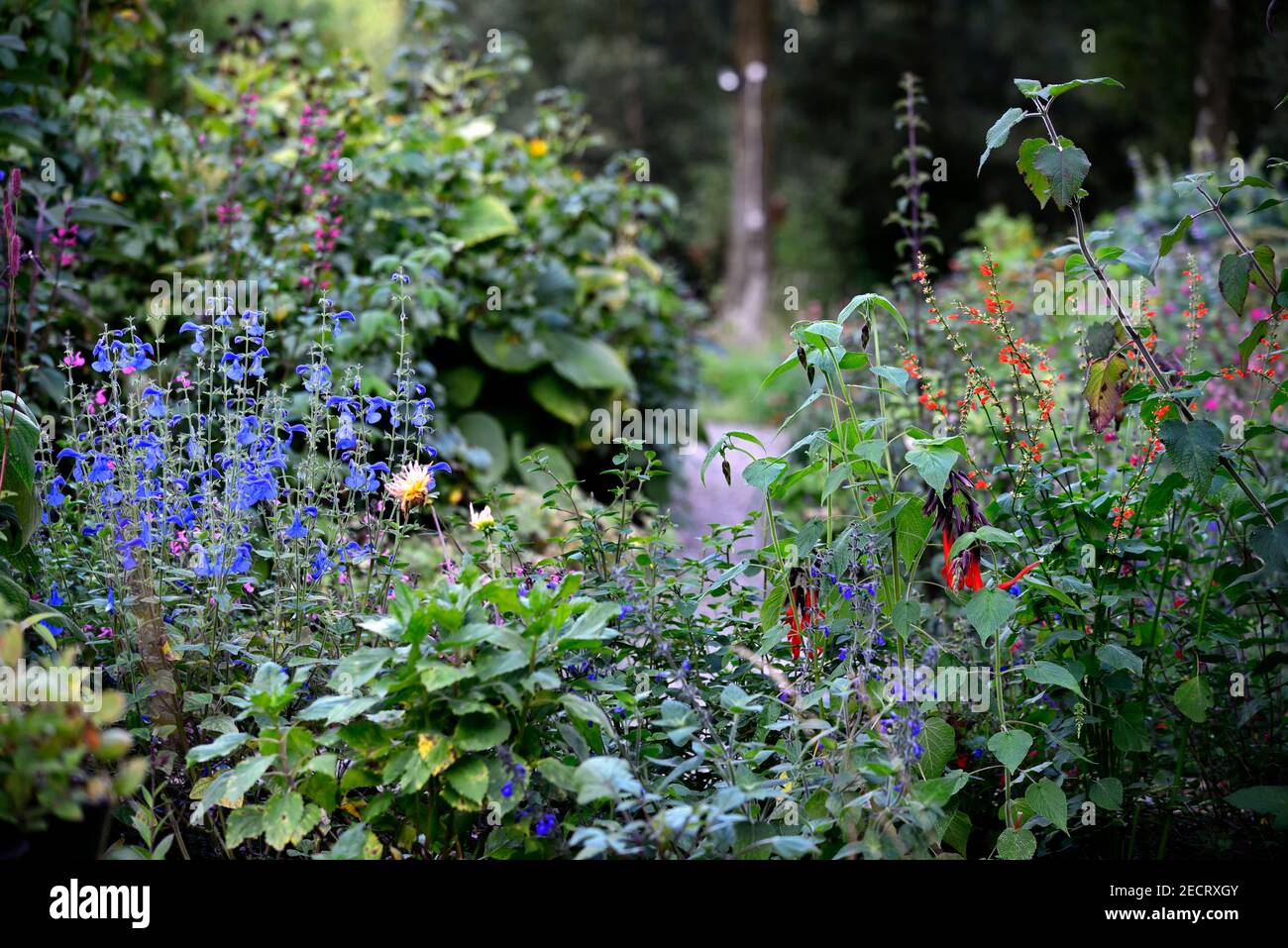 Salvia dombeyi,Salvia subrotunda,salvia patens,Salvia patens Guanajuato,salvias,fleurs bleu intense,bleu orange et Fleurs de écarlate rouge, Incan sacré Banque D'Images