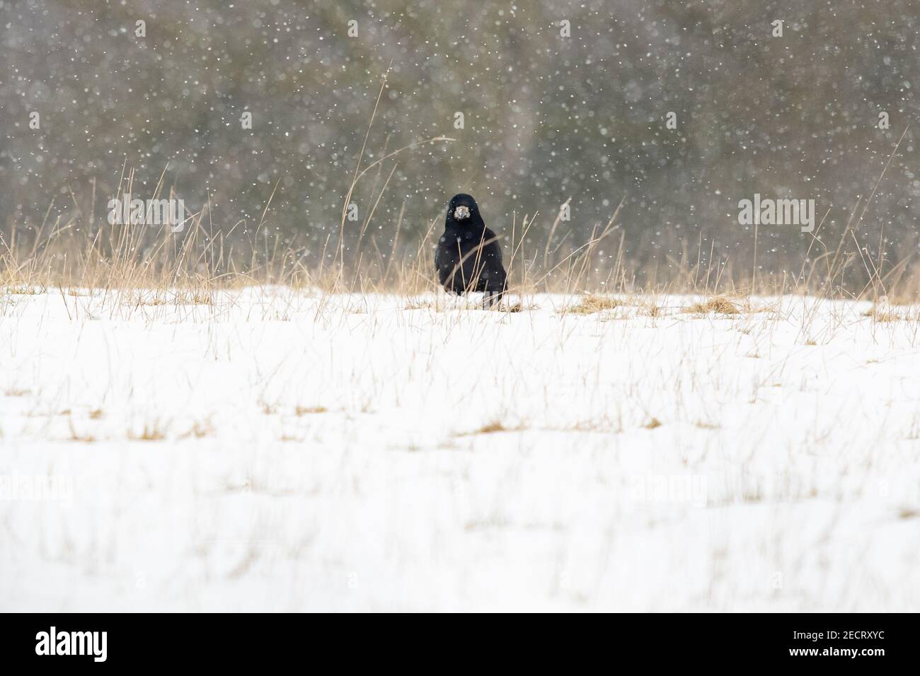 Rook (Corvus frugilegus) dans la neige à la recherche de vers et de vers à manger - Écosse, Royaume-Uni Banque D'Images