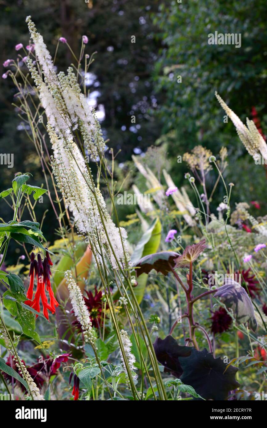 Salvia dombeyi,Actaea cordifolia Blickfang,géante sauge bolivienne,fleurs de écarlate rouge,Sage d'Incan sacré,sombre calyces,fleur,bordure mixte,combinaison,clim Banque D'Images