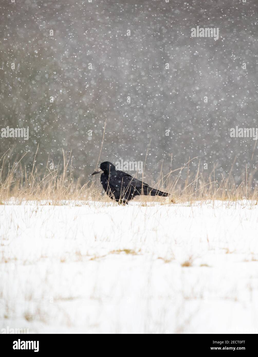 Rook (Corvus frugilegus) dans la neige à la recherche de vers et de vers à manger - Écosse, Royaume-Uni Banque D'Images