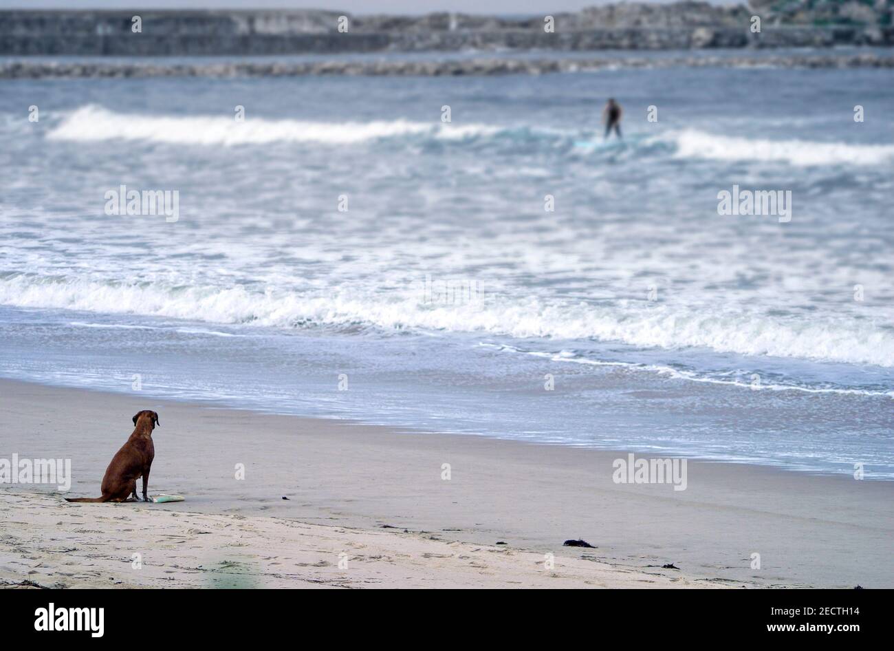 Un chien est assis sur la plage en attendant son maître qui est le surf des vagues sur la plage Banque D'Images