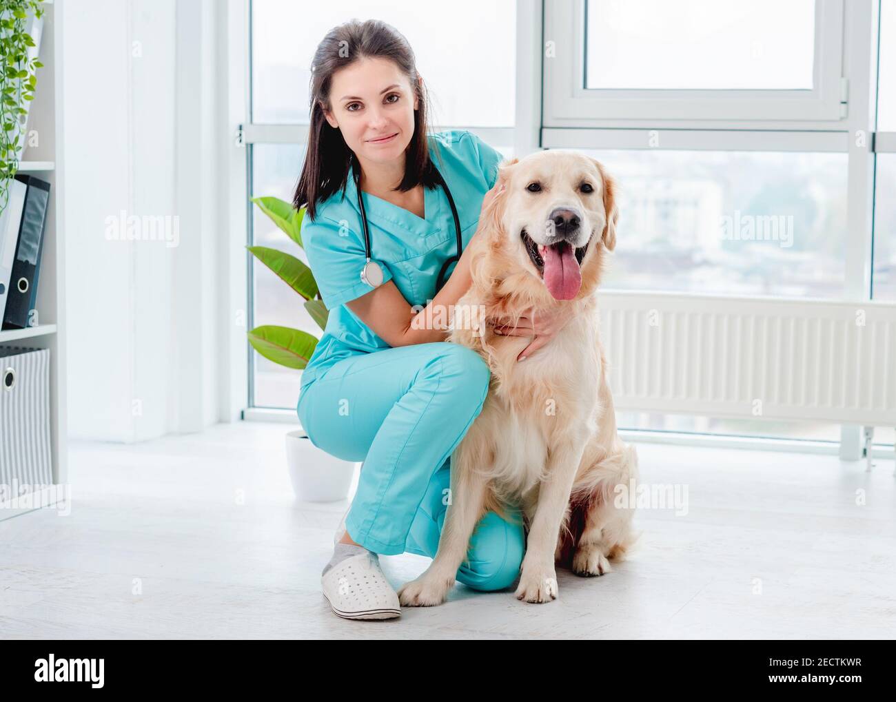 Chien Golden Retriever en clinique vétérinaire Banque D'Images