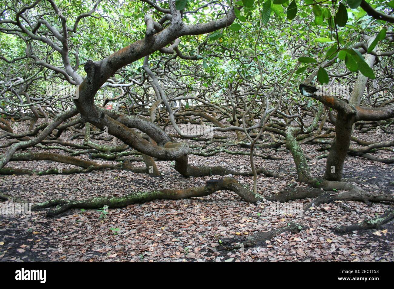 Arbres de noix du brésil Banque de photographies et d’images à haute résolution Alamy