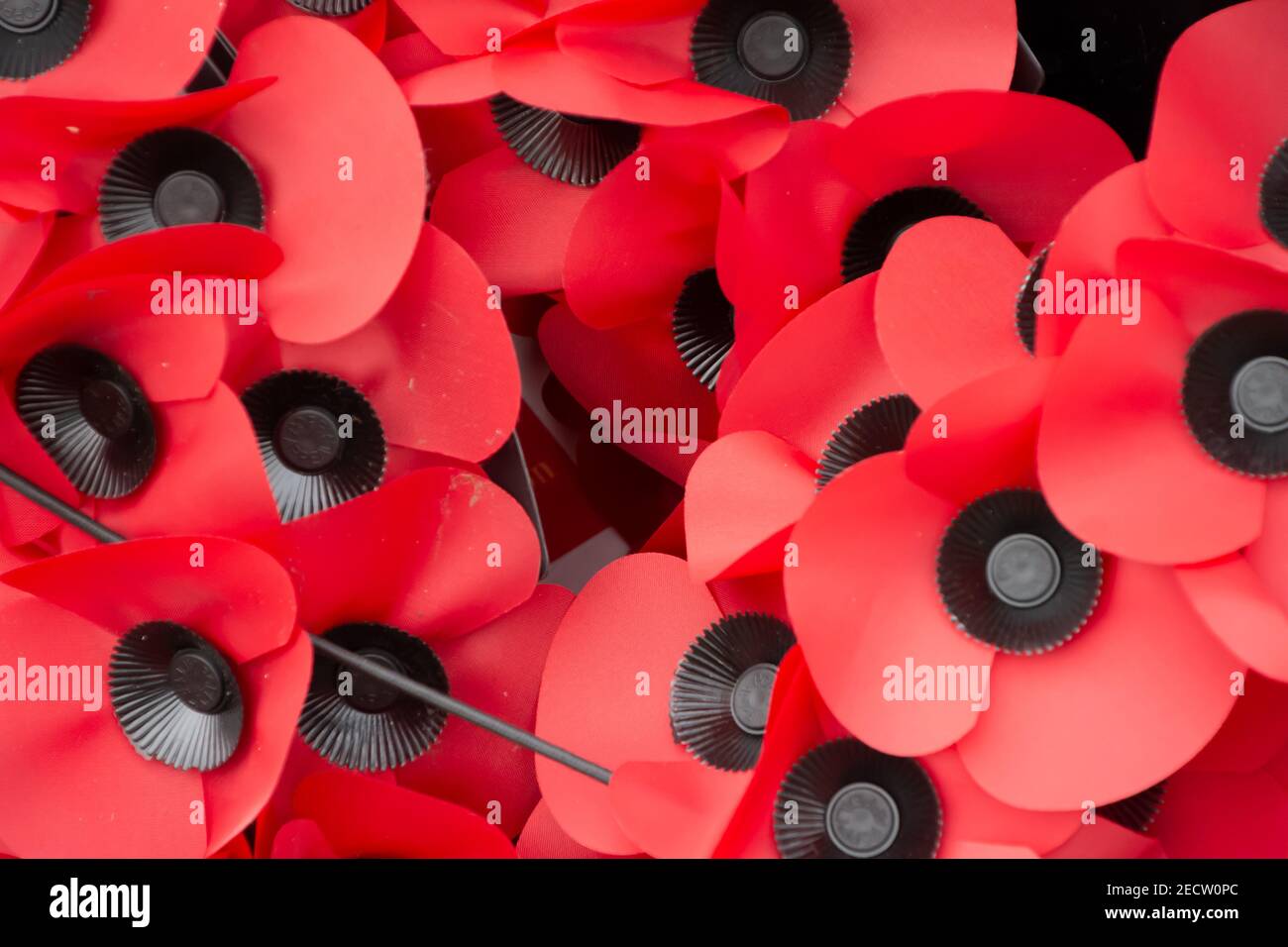 Collection Red Poppies Banque D'Images