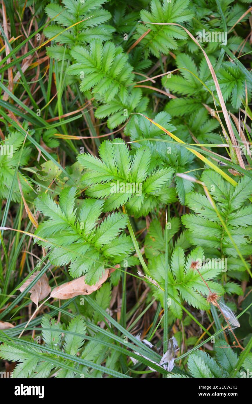 Feuilles de fleurs vertes très délicates et originales avec des feuilles inhabituelles sur un fond herbacé. Banque D'Images