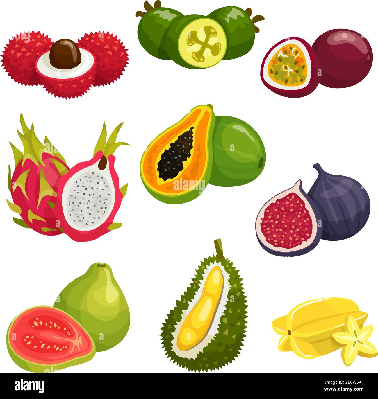 Icônes isolées de fruits tropicaux et exotiques. Éléments vectoriels de litchi, fruit dragon pitaya, papaye, durian, fruit de la passion maracuja, carambola, figue, gua Illustration de Vecteur