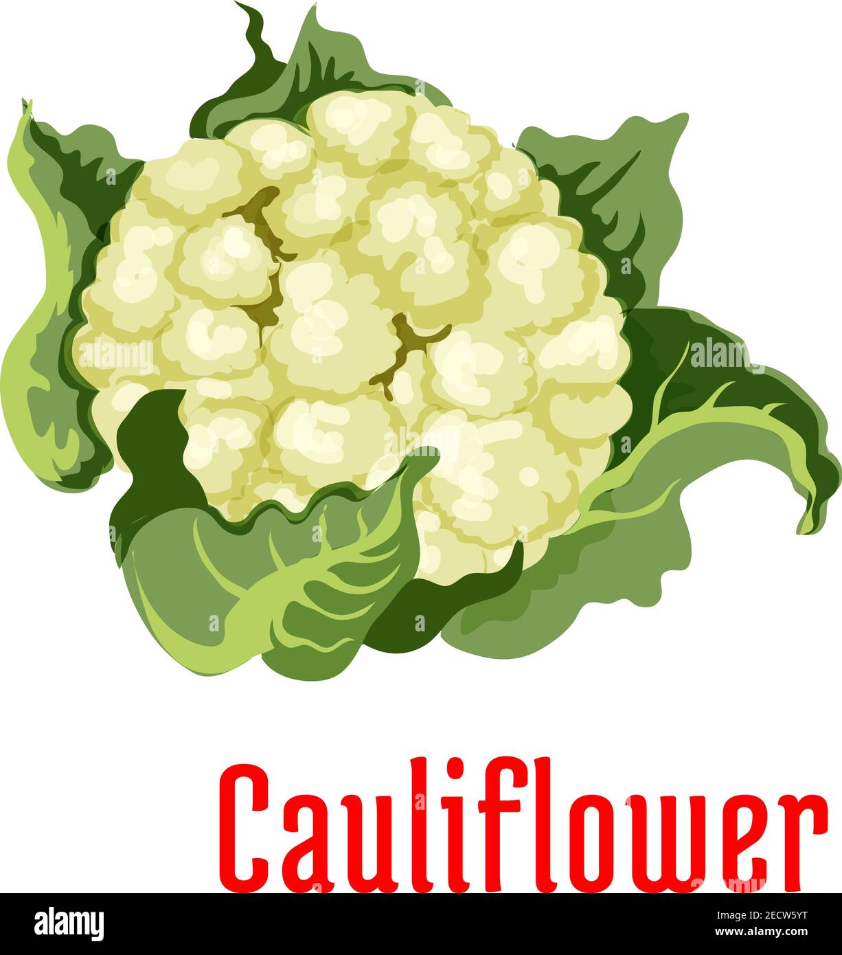 Symbole végétal de chou-fleur isolé enveloppé de feuilles vertes. Affiche de produit végétarien pour l'autocollant, l'étiquette, l'épicerie, l'élément de décoration de la ferme Illustration de Vecteur