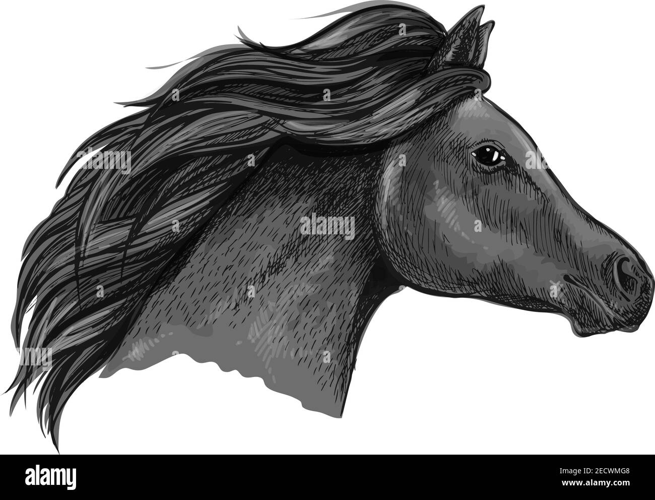 Portrait de cheval noir gracieux. mustang noir corbeau avec des fils de manie ondulés qui s'exécutent contre le vent avec des laines et des yeux brillants Illustration de Vecteur