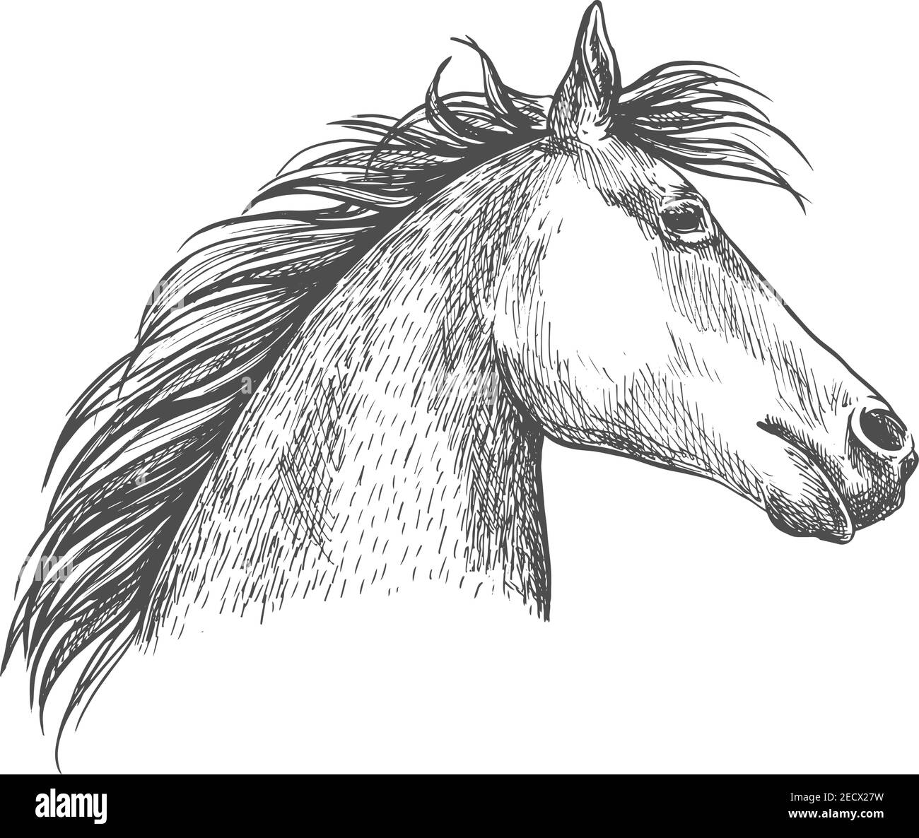 Portrait de cheval. Portrait d'esquisse vectoriel artistique. Profil de cheval blanc avec forme ondulée Illustration de Vecteur