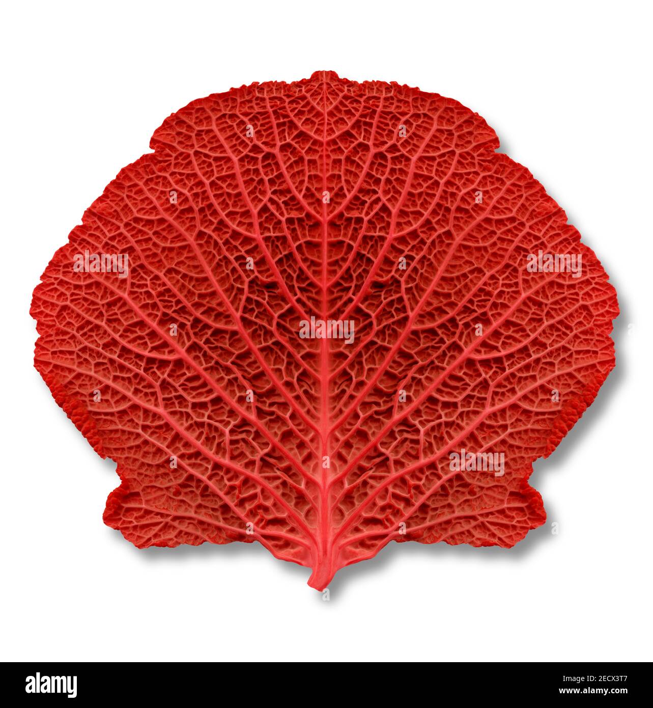 Balayage d'une demi-feuille de chou avec son image miroir pour former une seule feuille symétrique et colorée en rouge Banque D'Images