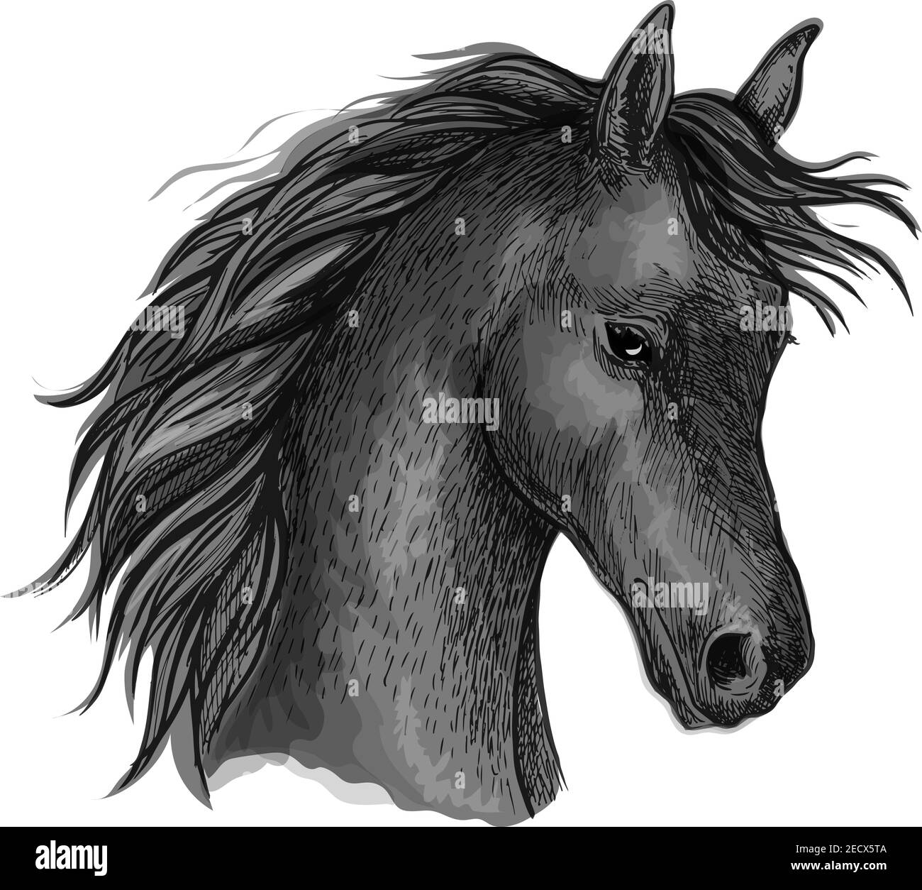 Portrait de cheval. Profil mustang noir avec une forme ondulée et un look timide. Portrait d'esquisse vectoriel artistique Illustration de Vecteur