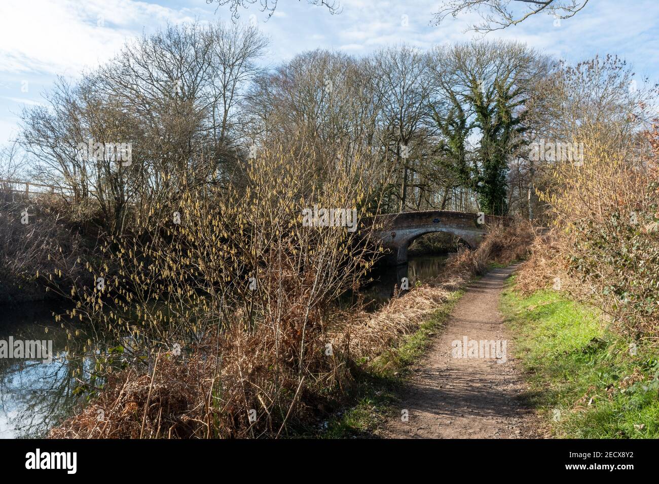 Vue sur le canal de Basingstoke près de Winchfield en février avec des chatons de noisette et le pont Hatch de sprat, Hampshire, Royaume-Uni, en hiver Banque D'Images